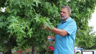 Sweetgum (Liquidambar styraciflua) - Plant Identification