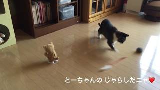 🐇うさぎのじゃらしで、一人遊びをする 猫のまるお