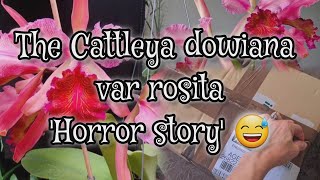 NEW CATTLEYA DOWIANA ROSITA   EBAY PURCHASE HORROR STORY