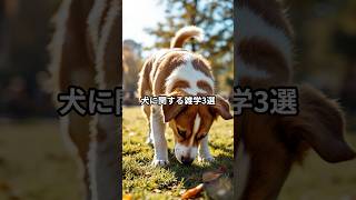 犬に関する雑学3選 #bgm #犬 #動物#雑学 #豆知識