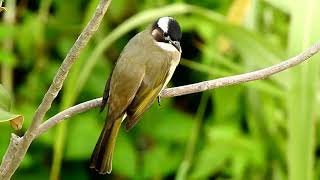 Chinese bulbul Pycnonotus sinensis 白头鹎10 30 19 Yuen Long