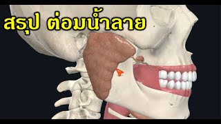 สรุประบบย่อยอาหาร : ต่อมน้ำลาย