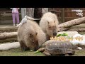 the daily life of a capybara the social butterfly of ppuppa town everland