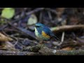 himalayan bluetail