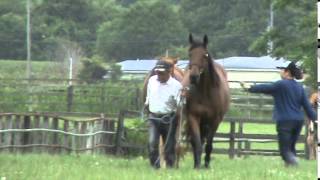 DERBY WEEK2015優勝馬のふるさと／山下恭茂牧場（ロールボヌール号）