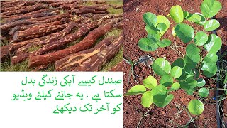 How to grow sandal in Pakistan and India Part 2 | Sandalwood Ki Kasht