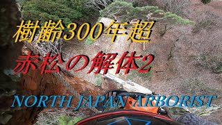 749.恐怖の御神木、樹齢350年赤松を解体する　2