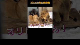 親になるということ # オリトイオ #旭山動物園のライオンファミリー #shorts#zoo#lion#animals