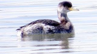 アカエリカイツブリ？