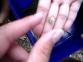 we found the Kauri tree.avi