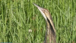 American Bittern Displaying in Maine