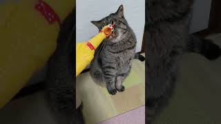 [Shrilling chicken and cat] びっくりチキンとニャックの日常 | Shrilling chicke and Nyack's daily life.#cutecat #cat