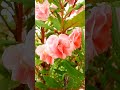 నీల గోరింట puvvulu beautiful flowers in terrace gardening rose beautiful garden 😍🌺☘️ shortvideo