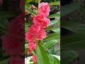 నీల గోరింట puvvulu beautiful flowers in terrace gardening rose beautiful garden 😍🌺☘️ shortvideo