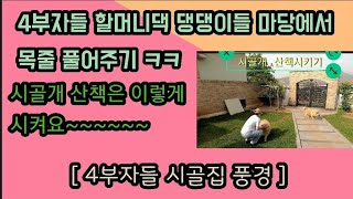 [4부자들 할머니댁 강아지 산책시키기] 시골 강아지 산책은 간단히 이렇게 시킵니다. 목줄 풀려 신난 댕댕이들 ㅋㅋㅋㅋ 시골풍경 전원생활