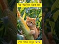 ভিন্ন পদ্ধতিতে ভুট্টার চাষ maize cultivation in different methods cat video billu