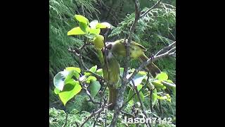 【Jason-7142】白環鸚嘴鵯 Spizixos semitorques #birds #福壽山農場