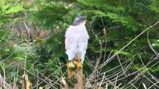 Sparrowhawk   -   Accipiter nisus