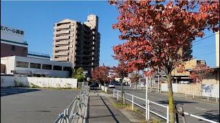 【紅葉】ハナミズキ 中村区岩塚町2024年11月上旬