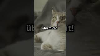 Was dir der Katzenschwanz sagt 🐾 Die geheime Sprache erklärt!