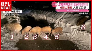 「イノシシ」も“大雪”避け集団で人里に…襲われ薬指切断も　新潟・糸魚川（2021年1月13日放送「news every.」より）