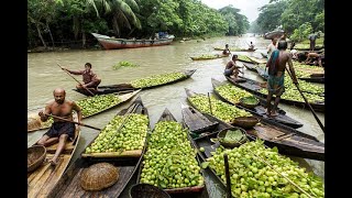 ভিমরুল ভাসমান পেয়ারাবাগানের এবারের বর্ষায় ভিন্নরুপে!