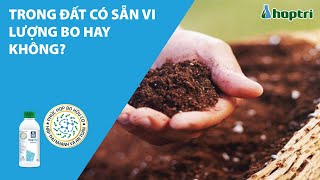 TRONG ĐẤT CÓ SẴN VI LƯỢNG BO HAY KHÔNG?