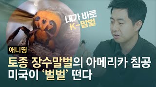 참수당한 꿀벌들…토종 장수말벌 습격에 미국이 ‘벌벌’ 떤다  | #애니띵