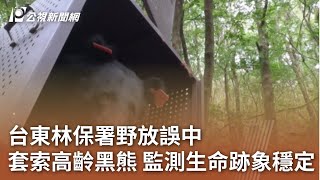 台東林保署野放誤中套索高齡黑熊 監測生命跡象穩定｜20231115 公視中晝新聞