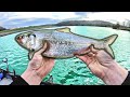 Striper and Musky Fishing at a HUGE Steam Plant with GIANT Live Bait