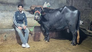 ਤੋਕੜ ਗਭਣ ਮੱਝ ਡਿਪਟੀ ਵੀਰ ਕੋਲ ਸਸਤੇ ਭਾਅ। Buffalo for sale/singh dairy farm/27-12-24