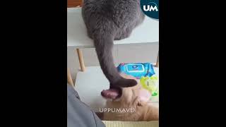 CAT FUNNY VIDEO MALAYALAM part2 #shortsvideo #shortfeed #animals #comedy #catfunny #funnyvideo #dogs