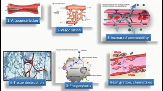 Lecture-1 Chemical mediators of inflammation by Dr. Mostafa Khodeir