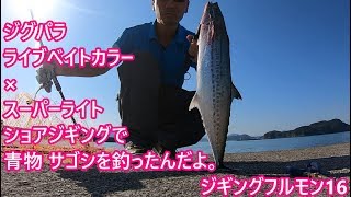 青物 サゴシ（サワラ）を　ジグパラ ライブベイトカラーで釣ったんです。ジギングフルモン16