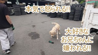 本気で怒られる！大好きなお兄ちゃんに嫌われる。ゴールデンレトリバーティト大型犬