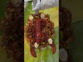 sindu mahal seafood shovel dish 😋 srilankanfoods shortvideo food stokeontrent unitedkingdom🇬🇧