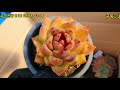 대박이네다육 방울복랑금💢특가판매 국민다육신상소개 korean succulents plants 💗