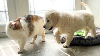 Golden Retriever Puppy Meets Cat for the First Time