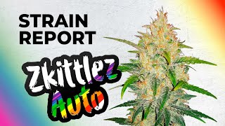 Zkittlez Auto | Strain Review | Fast Buds | Hybrid