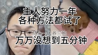 【狗狗思维训练】收养的流浪狗始终不肯进笼子？掌握这个狗狗脱敏心理，一招就搞定！丨随心一人养三狗