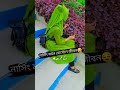 নার্সিং একটি সম্মানজনক পেশা