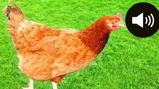 Hen sounds - hen cluck - animal sounds