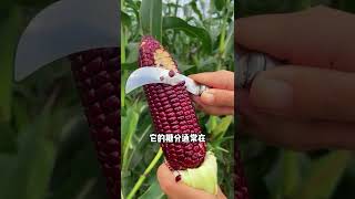 389 大秧农场 鲜甜脆嫩的水果玉米能吃吗 #三农  #农业种植  #水果玉米