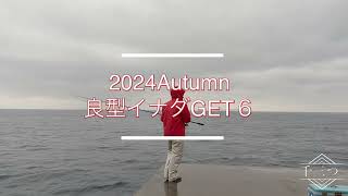 2024 Autumn 良型イナダGET６（伊豆　伊東港　堤防　泳がせ釣り　カマス　ワラサ　ブリ）