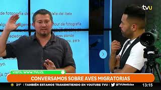 ¿Cuál es la diferencia entre un ave y un pájaro?