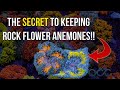 Everything You Need To Know About Rock Flowers Anemones!!!