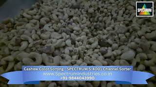 Precision Cashew Color Sorting with the SPECTRUM S 4001 Channel Sorter