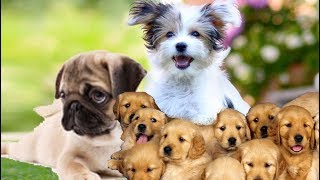 Kopeklerin Ciftlesmesi Kac Gun Surer Video Klip Mp4 Mp3