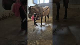 Hobuse ettevalmisramine /// preparing horse for a ride