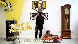 【养狗小白入门指南】为什么从训犬机构回来的狗狗到家就不听话？